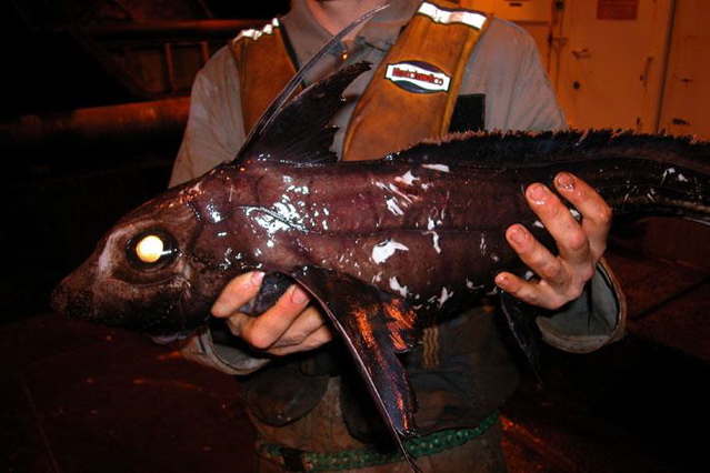 chimaera fish
