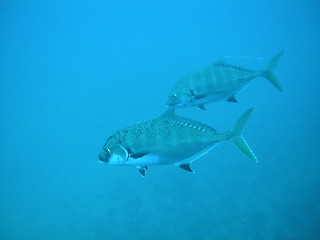 P1050853