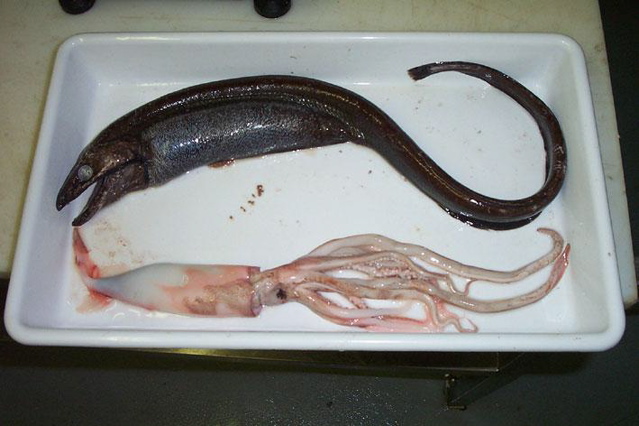 basketwork eel