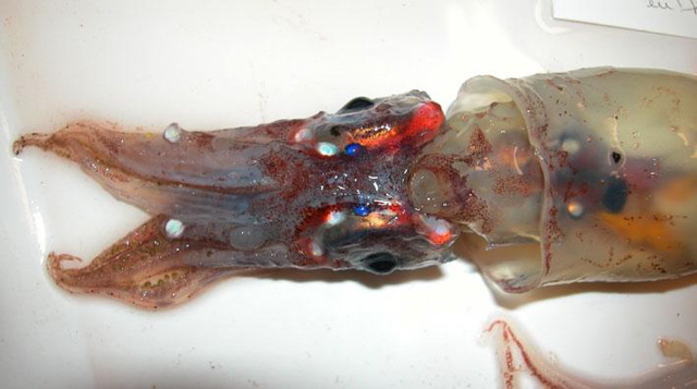 firefly squid