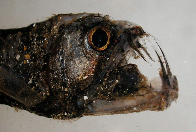 viperfish