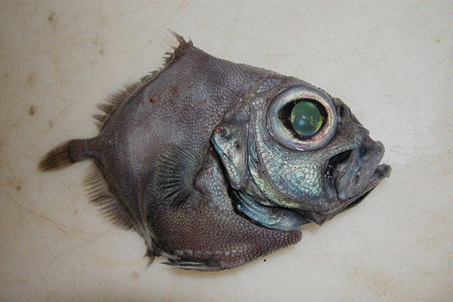 oreo dory
