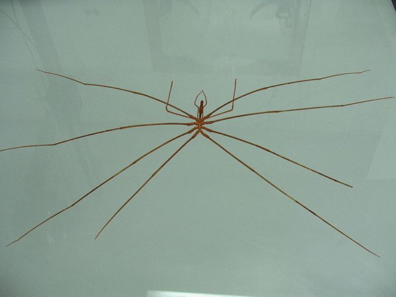 sea spider