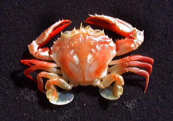 swimmer crab