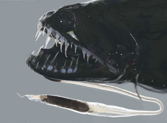 black dragonfish