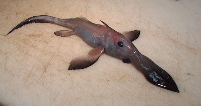 chimaera pup