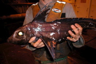 chimaera_fish