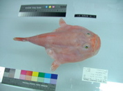 coffinfish