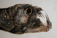 viperfish