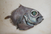 oreo_dory