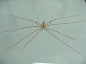 sea_spider