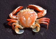 swimmer_crab