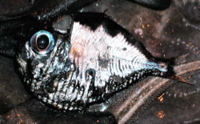 hatchetfish